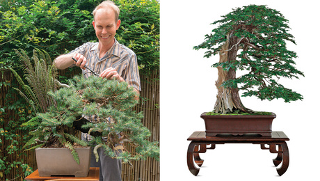 Bonsai stands